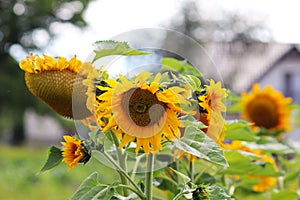 Sunflowers blooming near the house. Production of vegetable oil. Agroindustrial farming. Decoration and landscaping around living