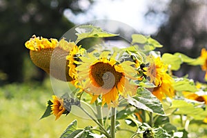 Sunflowers blooming near the house. Production of vegetable oil. Agroindustrial farming. Decoration and landscaping around living