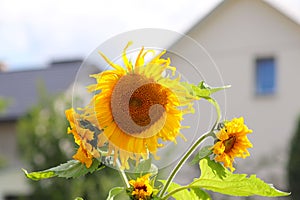 Sunflowers blooming near the house. Production of vegetable oil. Agroindustrial farming. Decoration and landscaping around living