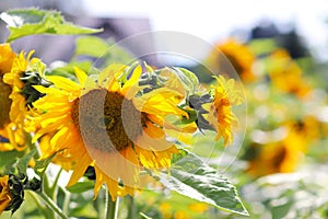 Sunflowers blooming near the house. Production of vegetable oil. Agroindustrial farming. Decoration and landscaping around living