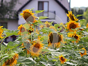 Sunflowers blooming near the house. Production of vegetable oil. Agroindustrial farming. Decoration and landscaping around living