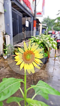 sunflowers blooming by the roadside