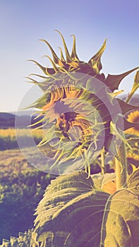 Sunflowers in blooming spring time nature landscape scene