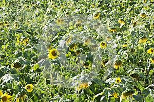 Sunflowers blooming in the sun