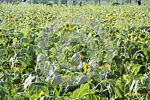 Sunflowers blooming in the sun