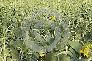 Sunflowers blooming in the sun