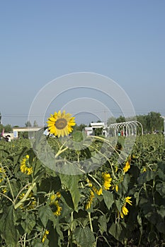 Sunflowers blooming in the sun