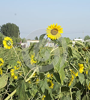 Sunflowers blooming in the sun