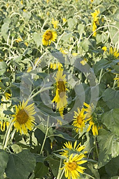Sunflowers blooming in the sun