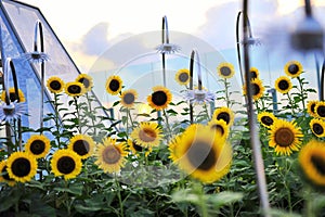 Sunflowers blooming in Sunflower Garden