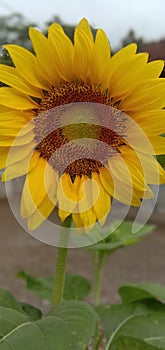 sunflowers blooming on a sunny day