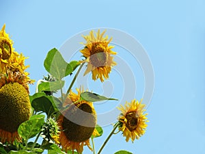 Sunflowers blooming on trees against the blue sky background and