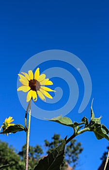 Sunflower under blue sky, Zion National Park