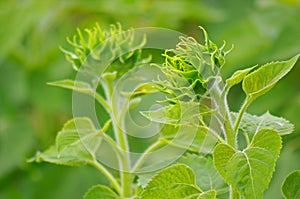 Sunflowers blooming,yellows flowers