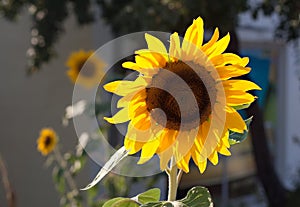 Sunflowers blossom agriculture flora at botanical garden