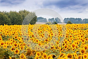 Sunflowers blossom in summer field, heavy clouds in the sky before thunderstorm, shadowless creative design pattern, agricultural photo