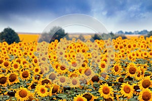 Sunflowers blossom in summer field, heavy clouds in the sky before thunderstorm, shadowless creative design pattern photo