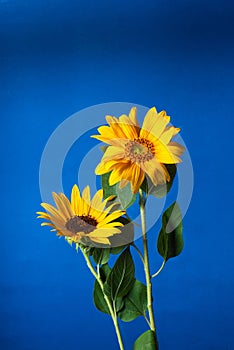 Sunflowers on blue