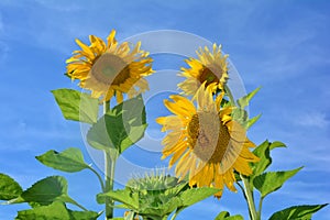 Sunflowers  with blue sky