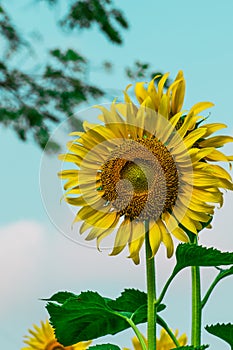 The sunflowers with blue sky