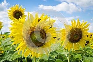 Sunflowers with blue sky