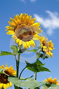 sunflowers and blue sky, backgrouds photo