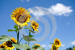 sunflowers and blue sky, backgrouds photo