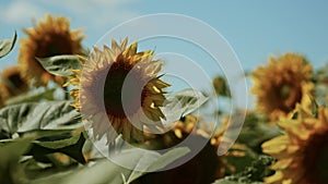 Sunflowers on blue sky background. Fields with sunflowers in the summer. Agricultural industry, production of sunflower