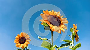 Sunflowers on blue sky background. Fields with sunflowers in the summer. production of sunflower oil. 4K UHD video