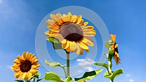 Sunflowers on blue sky background. Fields with sunflowers in the summer. production of sunflower oil. 4K UHD video