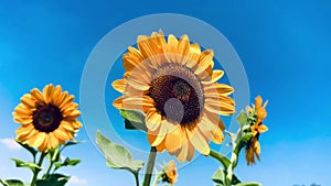 Sunflowers on blue sky background. Fields with sunflowers in the summer. production of sunflower oil. 4K UHD video