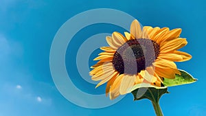 Sunflowers on blue sky background. Fields with sunflowers in the summer. production of sunflower oil. 4K UHD video