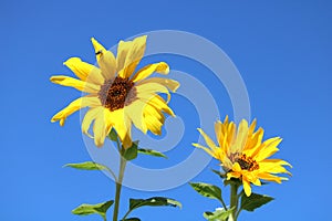 Sunflowers on a blue sky