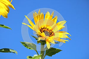 Sunflowers on a blue sky