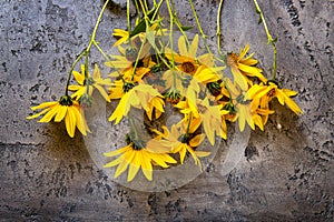 Sunflowers bouquet on the dark grey concrete or stone background. Bright bouquet of yellow flowers