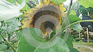 Sunflowers bowed embarrased