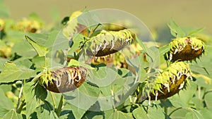 Sunflowers bowed heavy ripe heads on agricultural field awaiting harvest