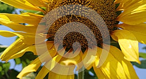 Sunflowers with bright sky backrounds are light blue photo