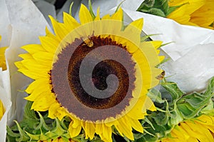 Sunflowers bunched for market