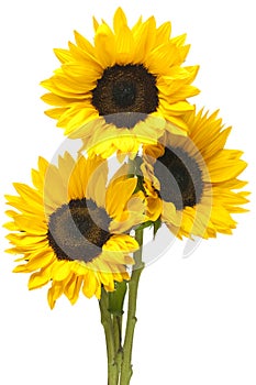Sunflowers in Bundle Isolated on White