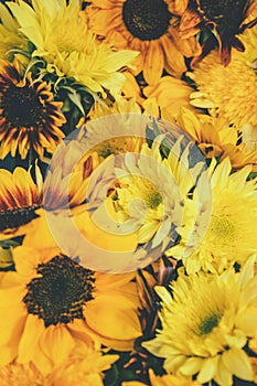 Sunflowers and chrysanthemums close up. Bright yellow sunflowers. Sunflower, chrysanthemum background. Yellow color