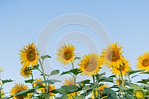 Sunflowers in a close-up field