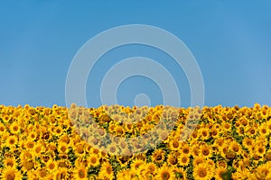 Sunflowers in a close-up field