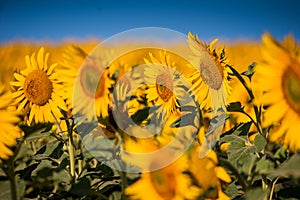 Sunflowers in a close-up field