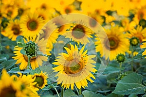 Sunflowers in a close-up field