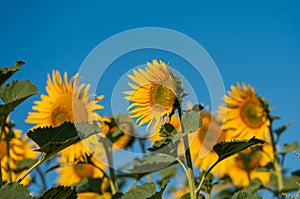 Sunflowers in a close-up field