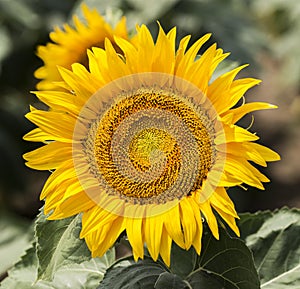 Sunflowers close up in a field