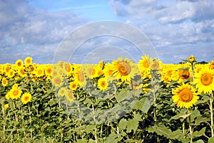 Sunflowers on a Cloudy Day