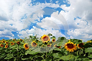 Sunflowers with cloudy sky