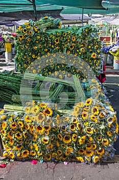 Neatly piled sunflowers with long green stems, Paloquemao Market